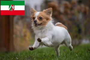 Read more about the article Chihuahua breeders and puppies in North Rhine-Westphalia