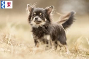 Read more about the article Chihuahua breeders and puppies in Nouvelle-Aquitaine