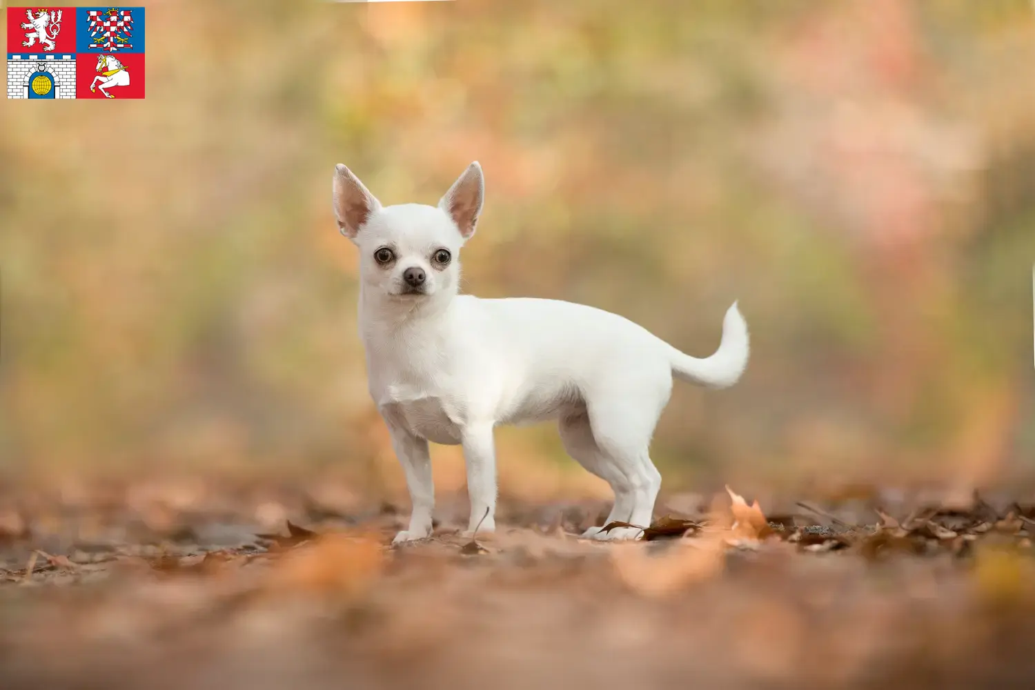 Read more about the article Chihuahua breeders and puppies in Pardubice