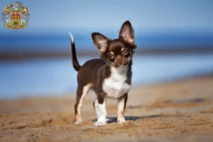 Read more about the article Chihuahua breeders and puppies in Prague