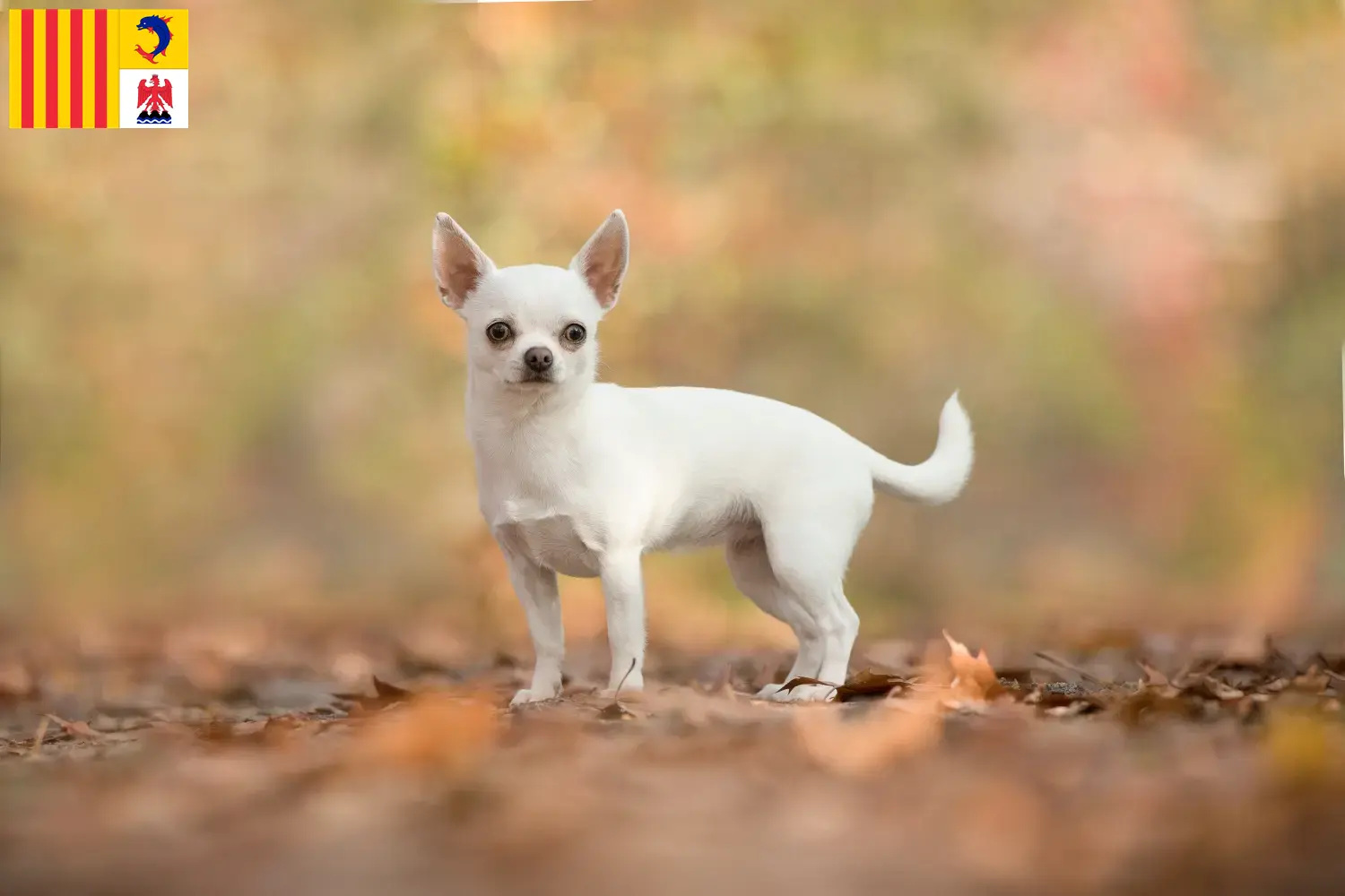 Read more about the article Chihuahua breeders and puppies in Provence-Alpes-Côte d’Azur