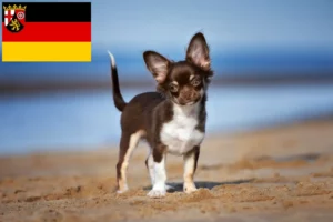 Read more about the article Chihuahua breeders and puppies in Rhineland-Palatinate