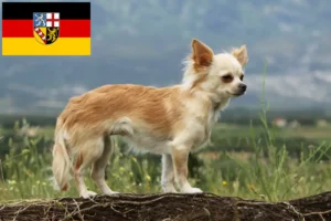 Read more about the article Chihuahua breeders and puppies in Saarland