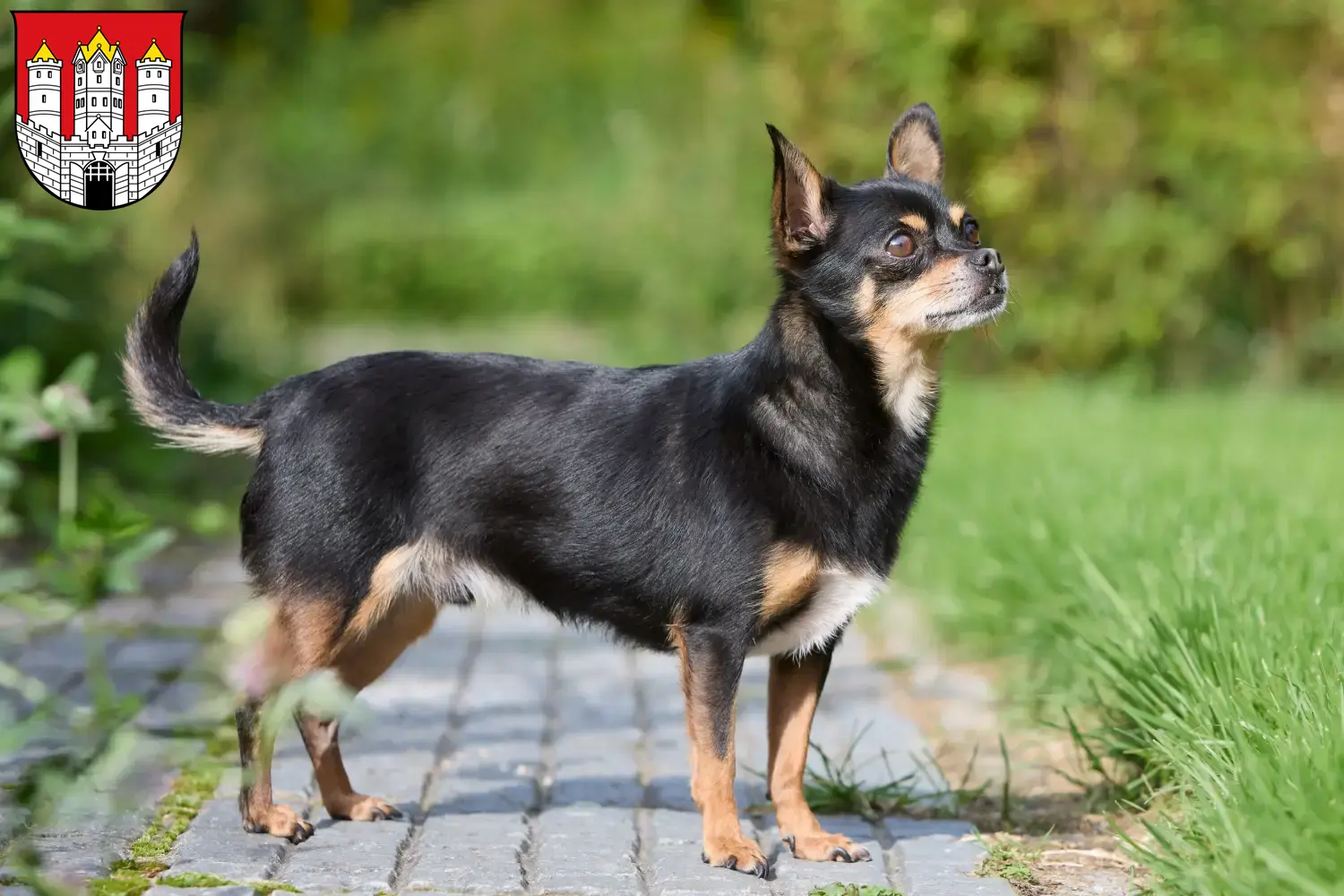 Read more about the article Chihuahua breeders and puppies in Salzburg