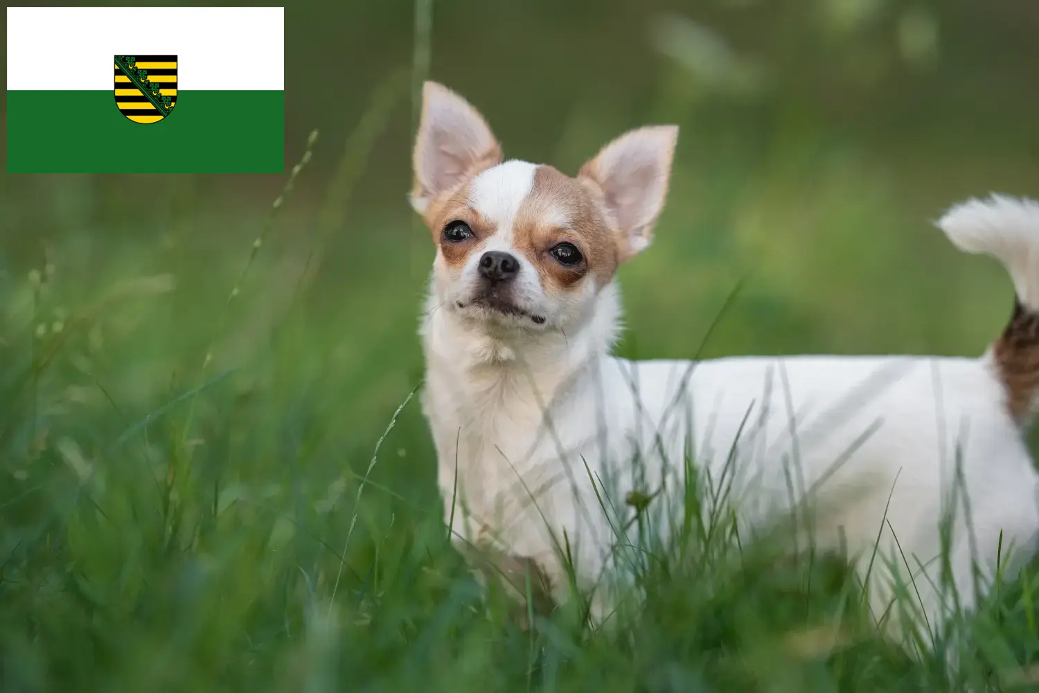 Read more about the article Chihuahua breeders and puppies in Saxony