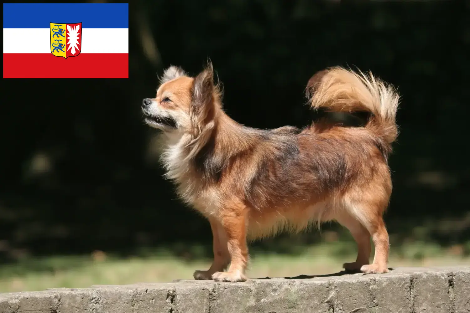 Read more about the article Chihuahua breeders and puppies in Schleswig-Holstein