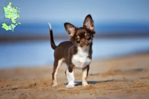 Read more about the article Chihuahua breeders and puppies in Sjælland