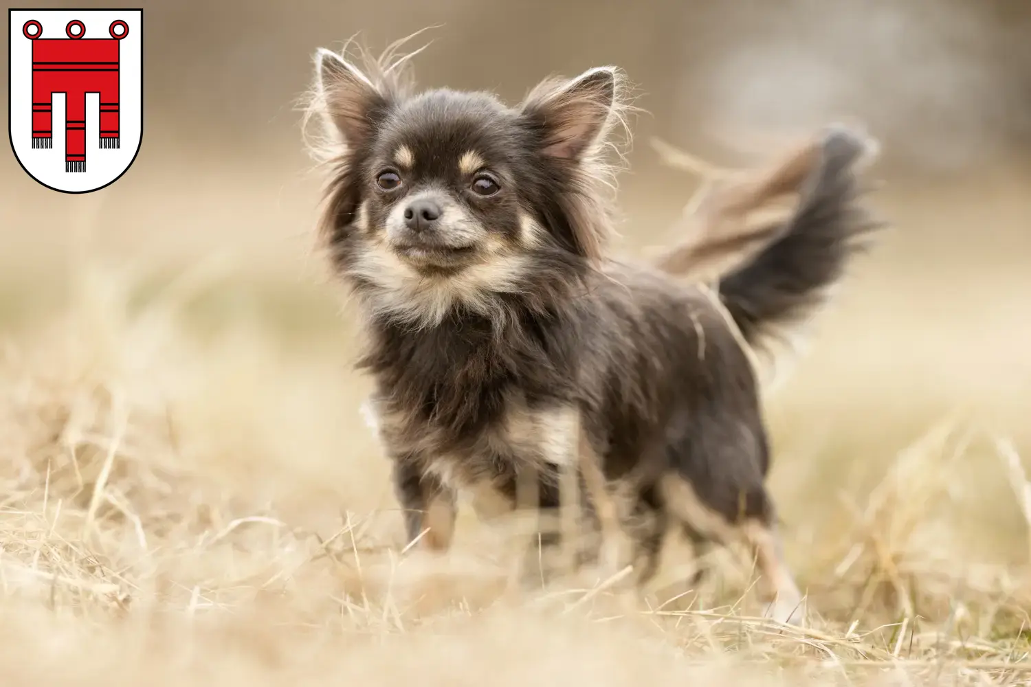 Read more about the article Chihuahua breeders and puppies in Vorarlberg