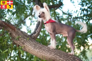 Read more about the article Chinese Crested Dog breeders and puppies in Auvergne-Rhône-Alpes