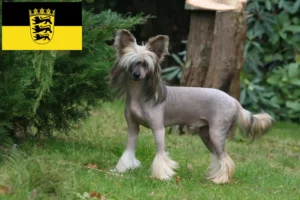 Read more about the article Chinese Crested Dog breeders and puppies in Baden-Württemberg