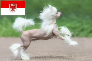 Read more about the article Chinese Crested Dog breeders and puppies in Brandenburg