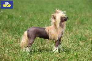 Read more about the article Chinese Crested Dog breeders and puppies in Brussels-Capital Region