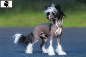 Read more about the article Chinese Crested Dog breeders and puppies in Corsica