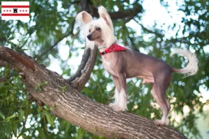 Read more about the article Chinese Crested Dog breeders and puppies in Drenthe