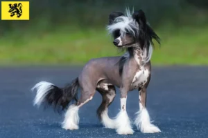 Read more about the article Chinese Crested Dog breeders and puppies in Flanders