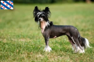 Read more about the article Chinese Crested Dog breeders and puppies in Friesland