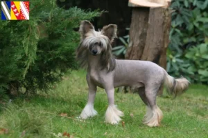 Read more about the article Chinese Crested Dog breeders and puppies in Grand Est