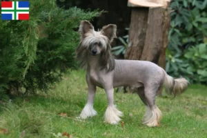 Read more about the article Chinese Crested Dog breeders and puppies in Groningen