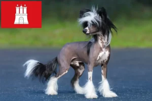 Read more about the article Chinese Crested Dog breeder and puppies in Hamburg