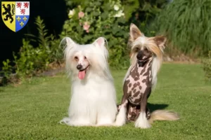 Read more about the article Chinese Crested Dog breeders and puppies in Hauts-de-France