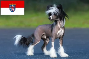 Read more about the article Chinese Crested Dog breeders and puppies in Hessen