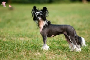 Read more about the article Chinese Crested Dog breeder and puppies in Hovedstaden