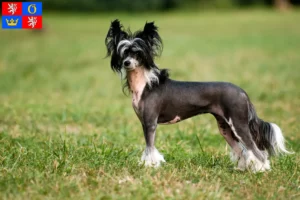 Read more about the article Chinese Crested Dog breeder and puppies in Hradec Králové