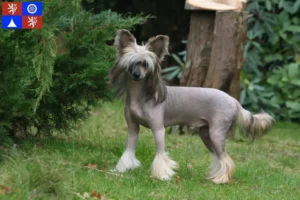 Read more about the article Chinese Crested Dog breeder and puppies in Liberec