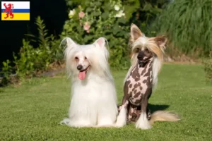 Read more about the article Chinese Crested Dog breeder and puppies in Limburg