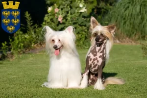 Read more about the article Chinese Crested Dog breeders and puppies in Lower Austria