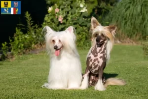 Read more about the article Chinese Crested Dog breeders and puppies in Moravia-Silesia