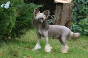 Read more about the article Chinese Crested Dog breeders and puppies in Nordjylland