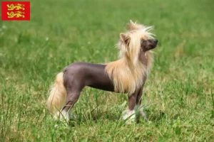 Read more about the article Chinese Crested Dog breeders and puppies in Normandy