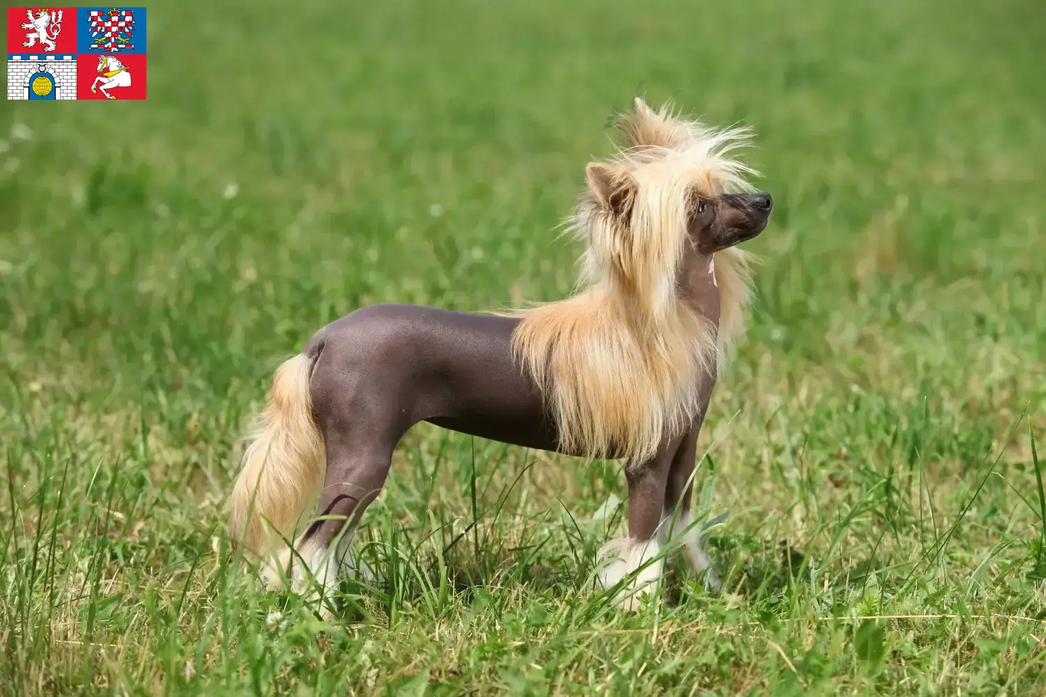 Read more about the article Chinese Crested Dog breeder and puppies in Pardubice