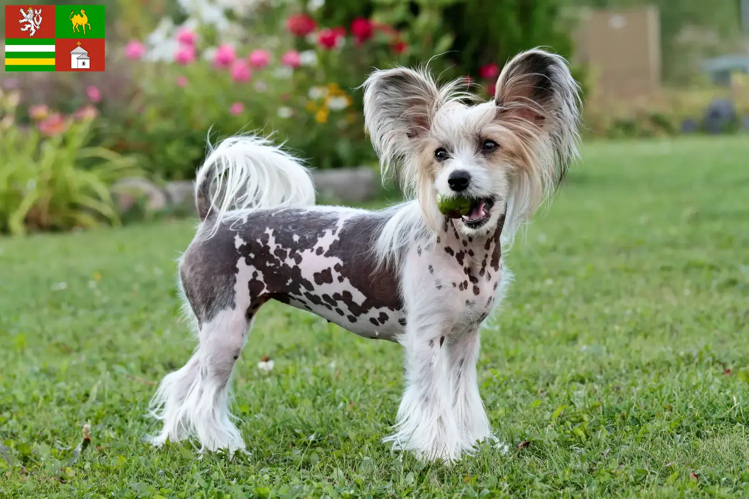 Read more about the article Chinese Crested Dog breeder and puppies in Pilsen