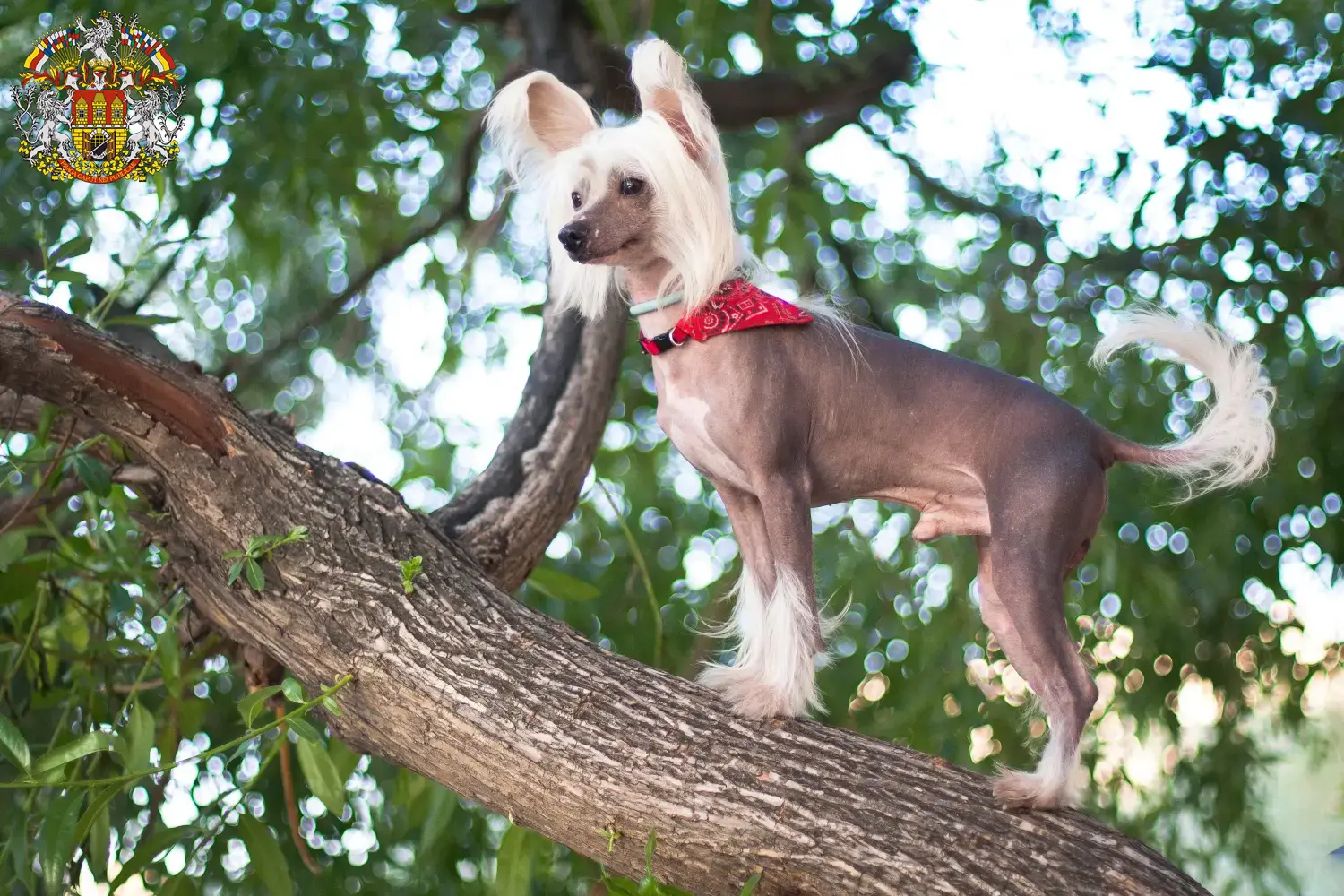 Read more about the article Chinese Crested Dog breeders and puppies in Prague