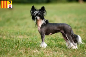 Read more about the article Chinese Crested Dog breeders and puppies in Provence-Alpes-Côte d’Azur
