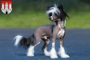 Read more about the article Chinese Crested Dog breeders and puppies in Salzburg