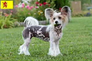 Read more about the article Chinese Crested Dog breeders and puppies in South Holland