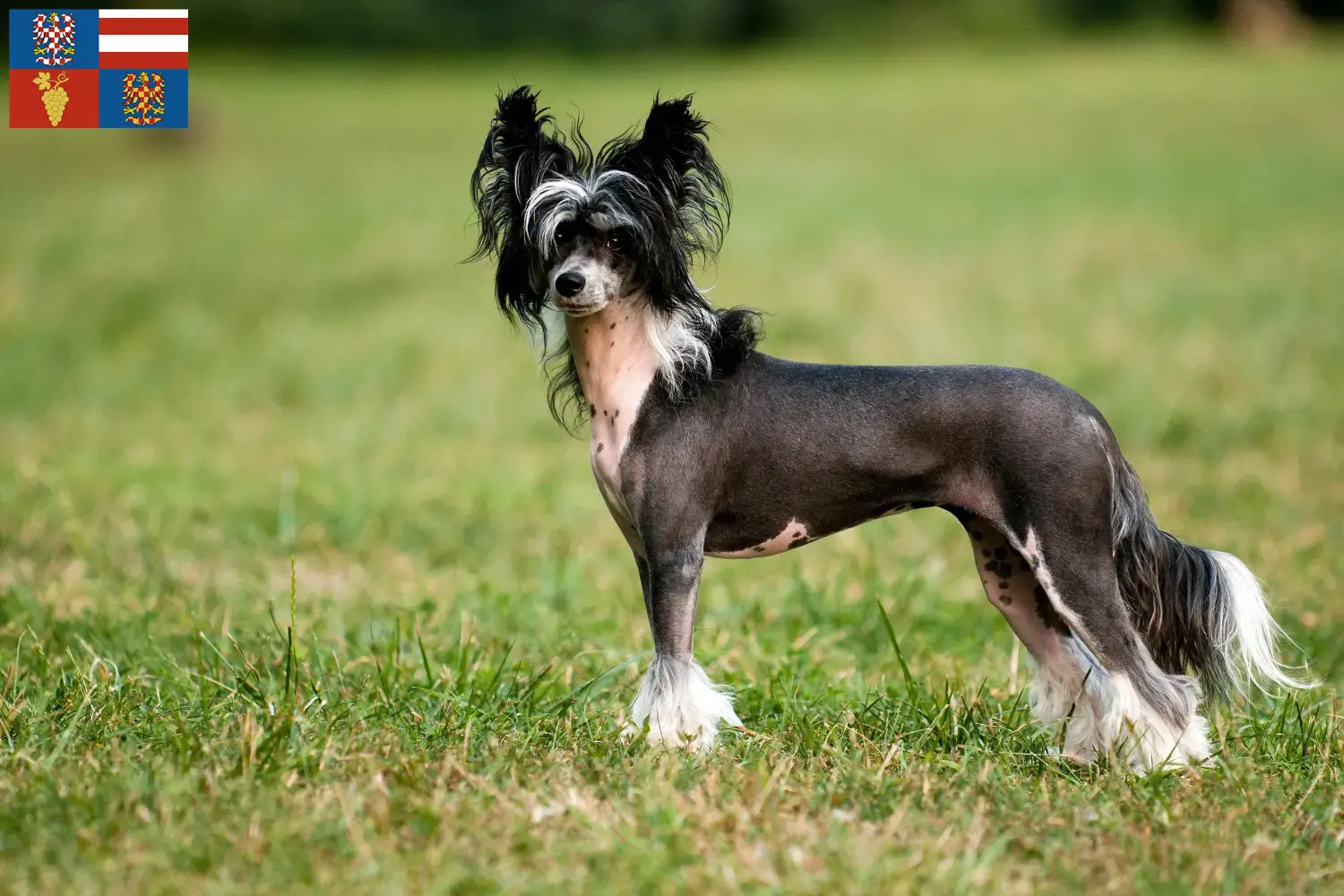 Read more about the article Chinese Crested Dog breeders and puppies in South Moravia