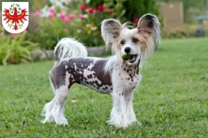 Read more about the article Chinese Crested Dog breeders and puppies in Tirol