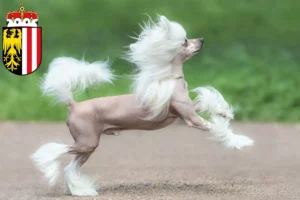 Read more about the article Chinese Crested Dog breeders and puppies in Upper Austria