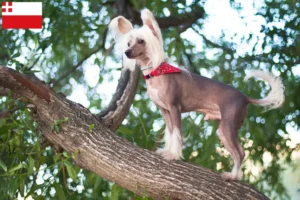 Read more about the article Chinese Crested Dog breeder and puppies in Utrecht