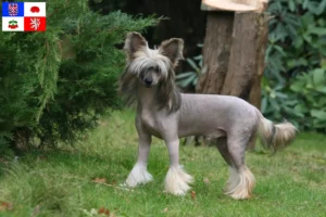 Read more about the article Chinese Crested Dog breeder and puppies in Vysočina