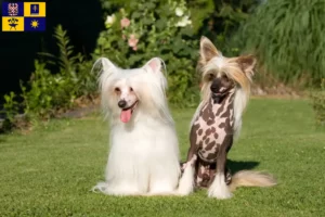 Read more about the article Chinese Crested Dog breeders and puppies in Zlín