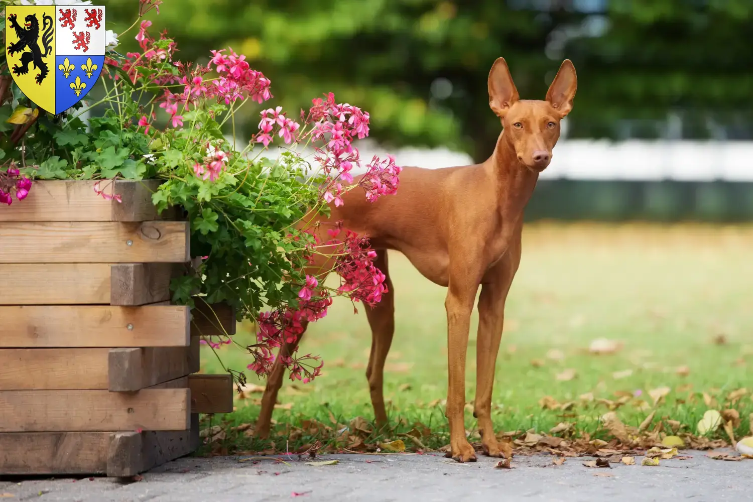 Read more about the article Cirneco dell’ Etna breeders and puppies in Hauts-de-France