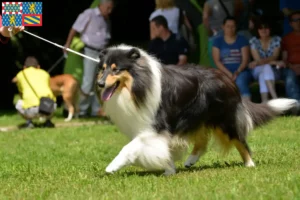 Read more about the article Collie breeders and puppies in Bourgogne-Franche-Comté