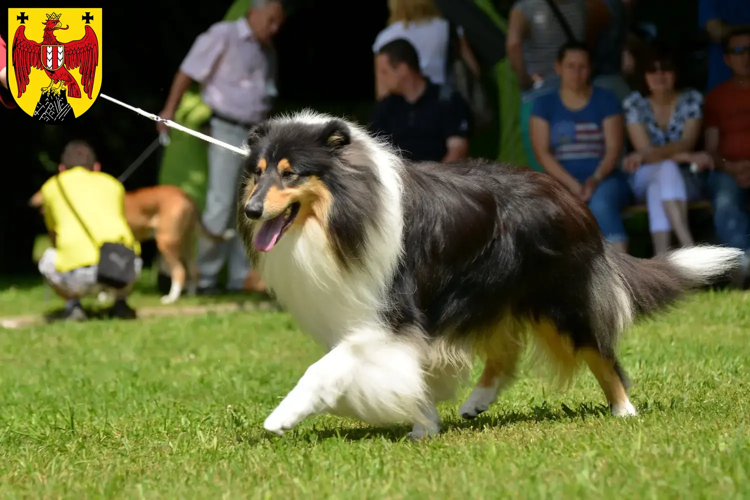 Read more about the article Collie breeders and puppies in Burgenland