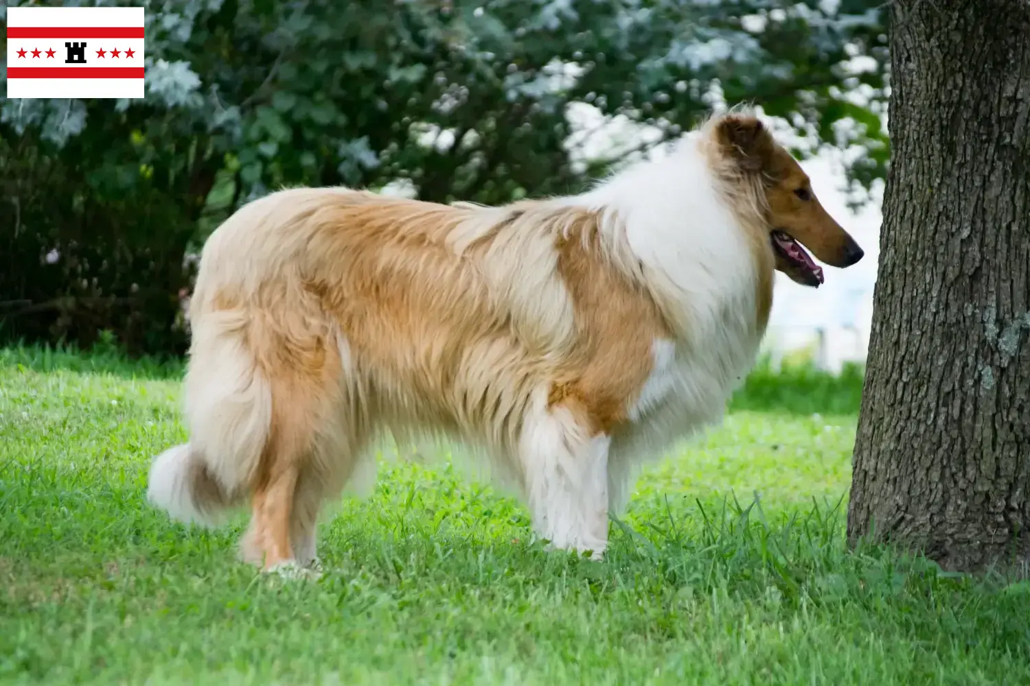 Read more about the article Collie breeders and puppies in Drenthe