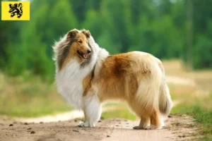 Read more about the article Collie breeders and puppies in Flanders